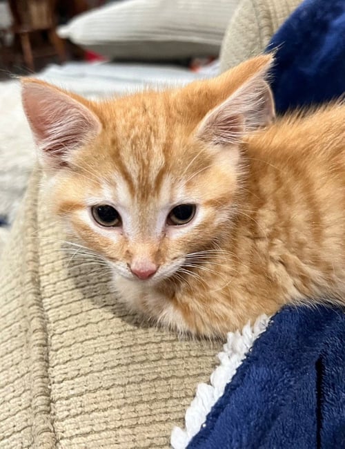 EVERGLADES - Domestic Short Hair available for adoption