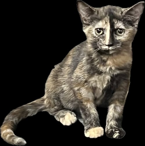 FAYETTE - Domestic Short Hair available for adoption