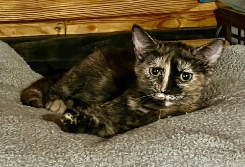 FAYETTE - Domestic Short Hair available for adoption
