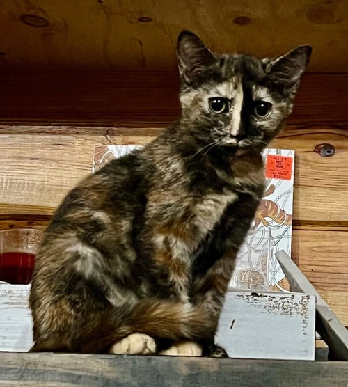FAYETTE - Domestic Short Hair available for adoption
