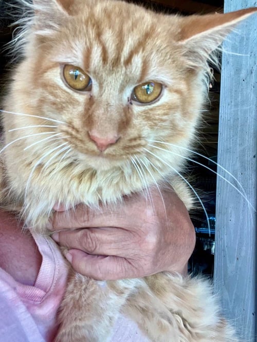 CINDER - Domestic Long Hair available for adoption