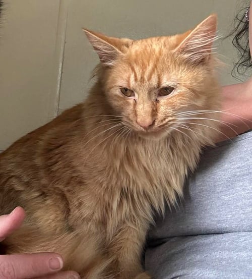 CINDER - Domestic Long Hair available for adoption