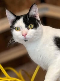 Kitler - Photo 1