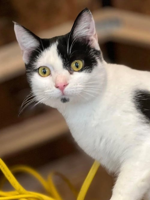 KITLER - Domestic Short Hair available for adoption