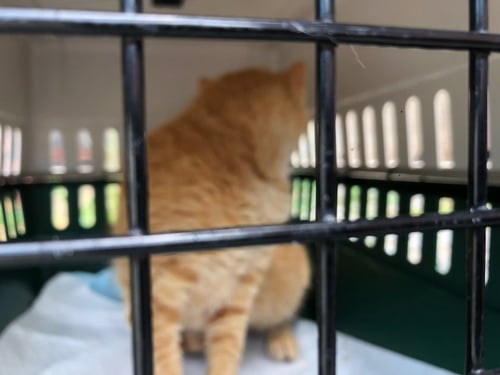 FRENCHIE - Domestic Short Hair available for adoption