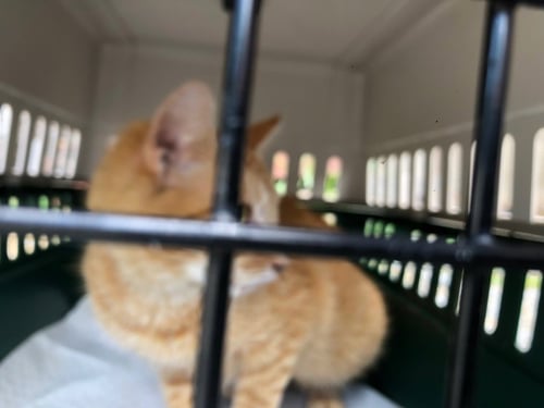 FRENCHIE - Domestic Short Hair available for adoption