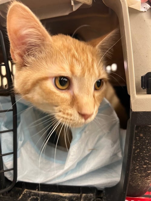 KABOODLE - Domestic Short Hair available for adoption