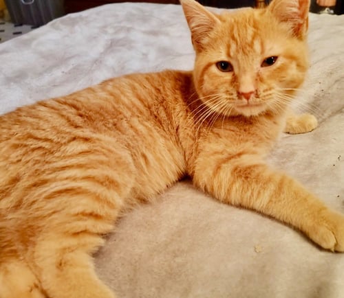 KABOODLE - Domestic Short Hair available for adoption