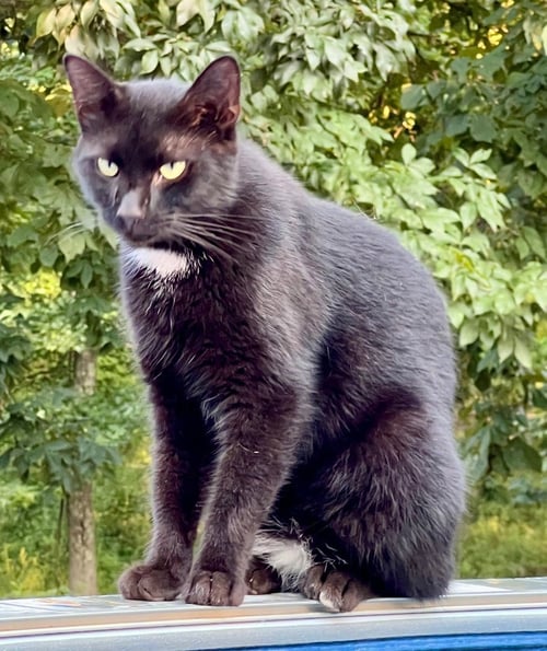 TIPPY - Domestic Short Hair available for adoption