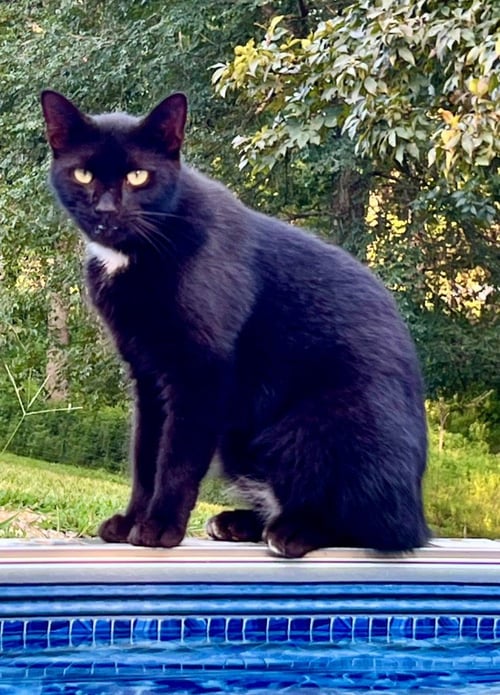 TIPPY - Domestic Short Hair available for adoption