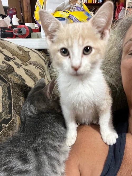 LOGAN - Domestic Short Hair available for adoption