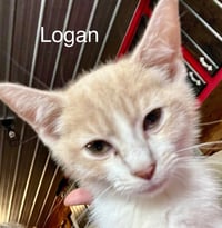 Logan - Photo 4