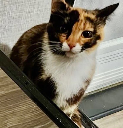 FERN - Domestic Short Hair available for adoption