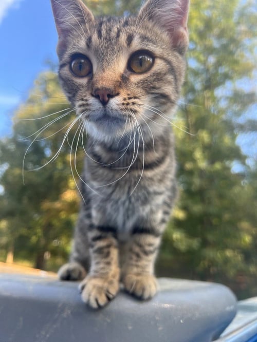 LITTLE ONE - Domestic Short Hair available for adoption