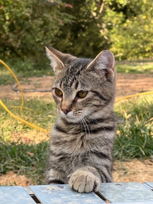 LITTLE ONE - Domestic Short Hair available for adoption