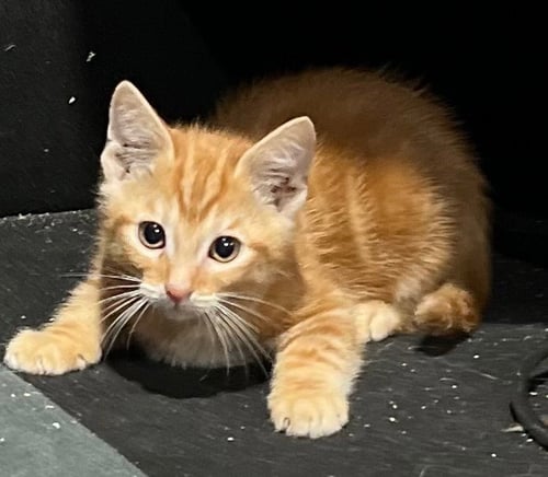 ACADIA - Domestic Short Hair for adoption in Bowling Green
