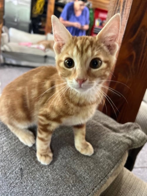 ACADIA - Domestic Short Hair available for adoption