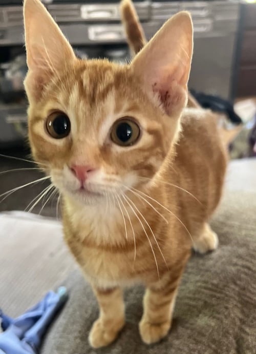 ACADIA - Domestic Short Hair available for adoption