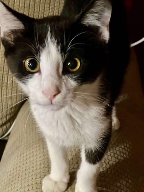 SENTRY - Domestic Short Hair available for adoption