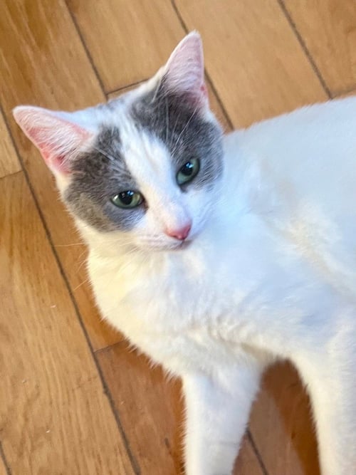 MRS. POTTS - Domestic Short Hair available for adoption