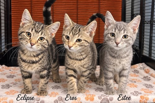 ECLIPSE, EROS, ESTEE - Domestic Short Hair available for adoption