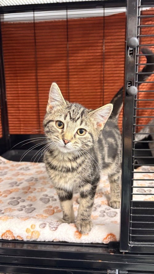 ECLIPSE, EROS, ESTEE - Domestic Short Hair available for adoption
