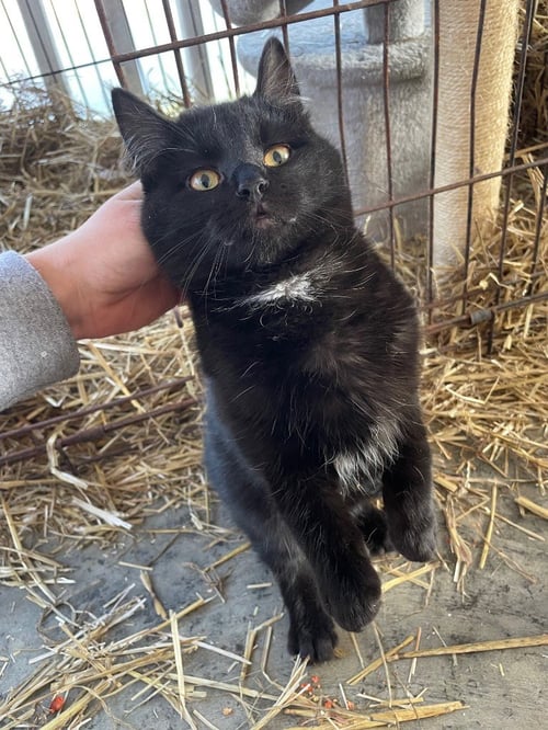 BALLARD 1 - Domestic Short Hair available for adoption