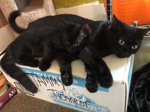 ECLIPSE - Domestic Short Hair available for adoption