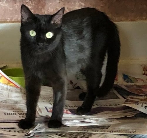 ECLIPSE - Domestic Short Hair available for adoption