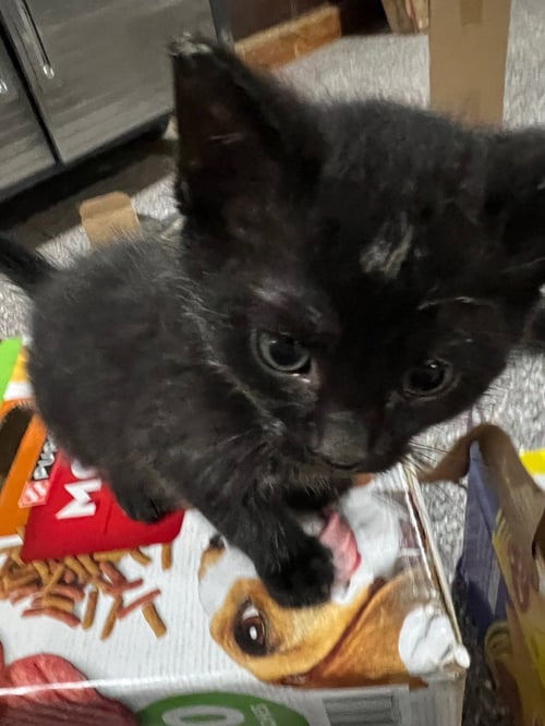 BUTLER - Domestic Short Hair available for adoption