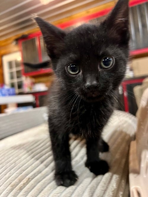 BUTLER - Domestic Short Hair available for adoption