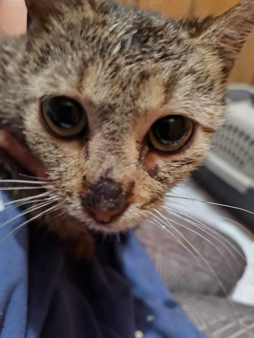 SHUTT #15 - Domestic Short Hair available for adoption