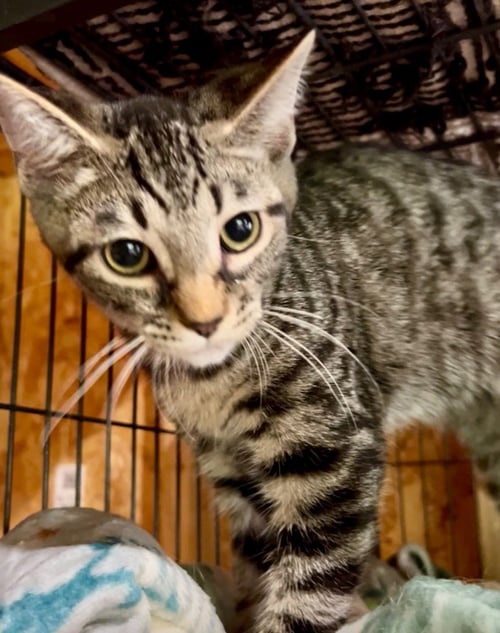 DENALI - Domestic Short Hair available for adoption