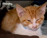 Phinny - Photo 3
