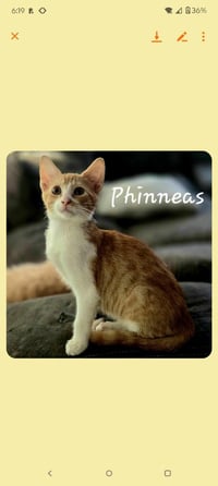 Phinny - Photo 1