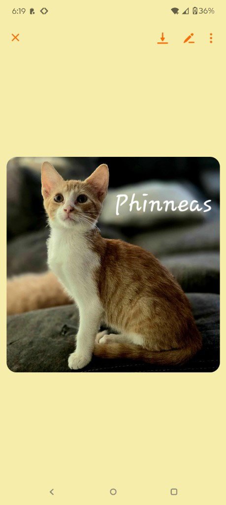 PHINNY - Domestic Short Hair available for adoption