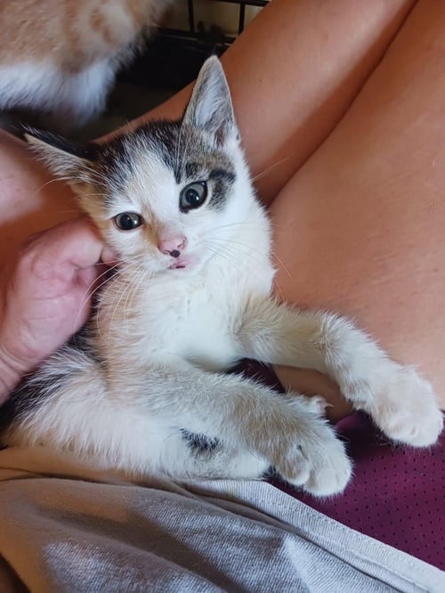 BINGO - Domestic Short Hair available for adoption