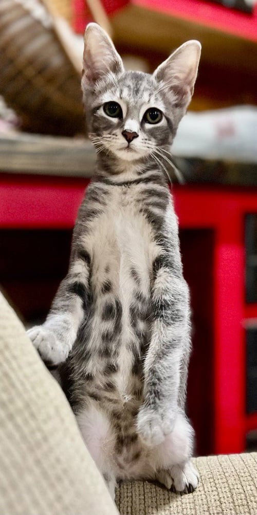 WINNIE - Domestic Short Hair available for adoption