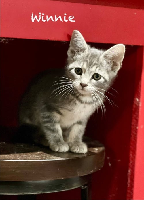 WINNIE - Domestic Short Hair available for adoption