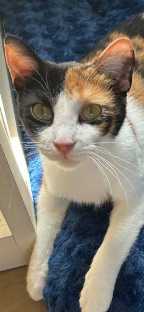 LILLY - Domestic Short Hair available for adoption