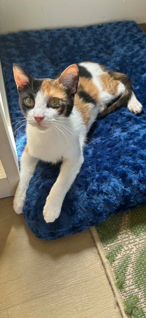 LILLY - Domestic Short Hair available for adoption