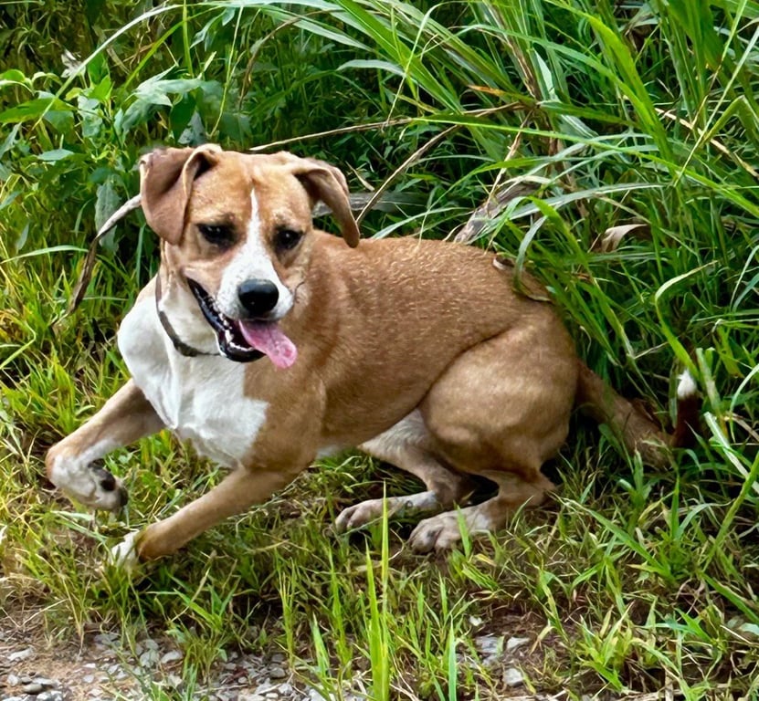 Livvy Image