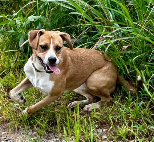LIVVY - Terrier available for adoption