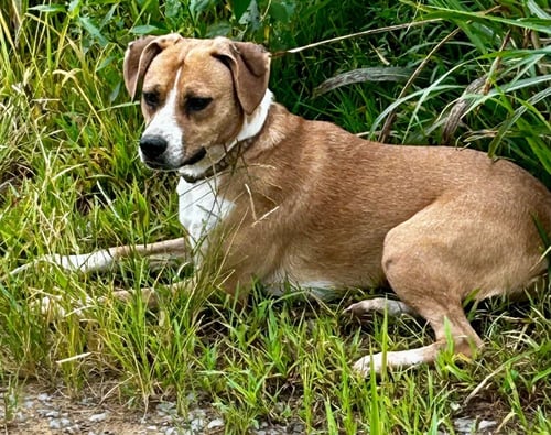 LIVVY - Terrier available for adoption