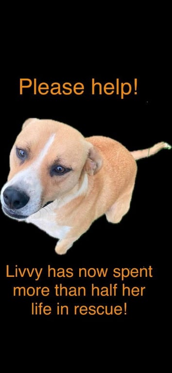 Livvy Image