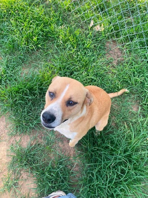 LIVVY - Terrier available for adoption