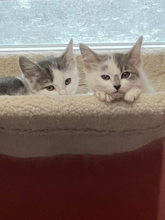 Kittens, kittens, kittens! Image