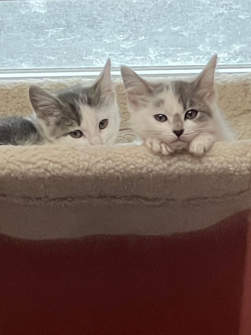 KITTENS, KITTENS, KITTENS! - Domestic Medium Hair / Domestic Short Hair available for adoption