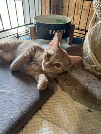 Kittens, kittens, kittens! - Photo 6