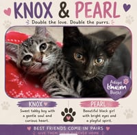 Kittens, kittens, kittens! - Photo 4